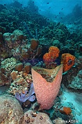 Callyspongia plicifera Verongula gigantea-Agelas-clathrodes Bonaire Nearest point-14m-20180221-Denis-ADER-DSC_7299_tn